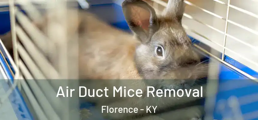  Air Duct Mice Removal Florence - KY