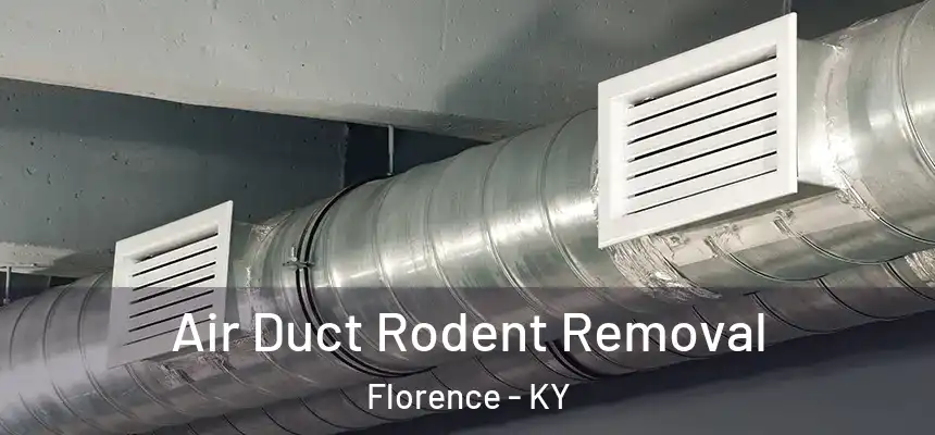 Air Duct Rodent Removal Florence - KY